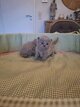 British  shorthair