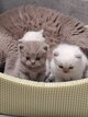 British  shorthair