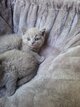 British  shorthair