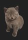 Chatons British Shorthair