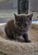 Chatons British Shorthair disponibles de suite