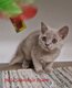 Chatons British disponibles de suite Shorthair et...