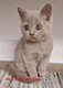 Chatons British disponibles de suite Shorthair et...