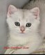 Chaton British shorthair disponible de suite
