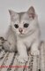 Chaton British shorthair disponible de suite