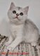Chaton British shorthair disponible de suite