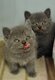 Chatons British Shorthair
