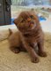 Chatons British Shorthair et Longhair