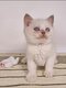 Chatons British Shorthair dispo de suite et...