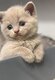 Chatons British Shorthair et Longhair