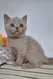 Chatons British Shorthair et Longhair