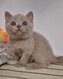 Chatons British Shorthair et Longhair