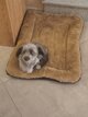 Caniche noir et gris