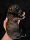 Chiot berger hollandais poile court
