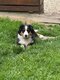 Chiots BAM - femelles tricolores