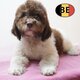 Magnifiques chiots Lagotto Romagnolo au pelage...