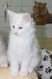 1 Chaton Maine Coon à vendre