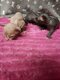 Chatons sphynx