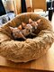 3   merveilleux bébés  sphynx.