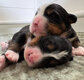 Magnifiques chiots bouvier bernois