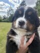 Magnifiques chiots bouvier bernois
