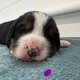 Magnifiques chiots bouvier bernois