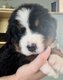 Magnifiques chiots bouvier bernois