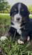 Magnifiques chiots bouvier bernois