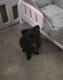 Superbes Pomchi ( maman Pomerian papa Chihuahua)