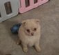 Superbes Pomchi ( maman Pomerian papa Chihuahua)
