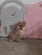 Superbes Pomchi ( maman Pomerian papa Chihuahua)