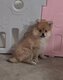 Superbes Pomchi ( maman Pomerian papa Chihuahua)
