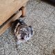 Bouledogue français