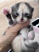 Magnifique British shorthair et longhair
