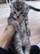 Magnifique British shorthair et longhair
