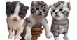3 mâles british shorthair