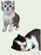 2 mâles british shorthair et longhair