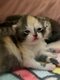 Magnifique British shorthair et longhair