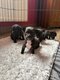 Magnifiques petits chihuahuas