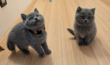 Chatons British shorthair - F