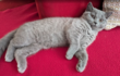 Chatons British shorthair - F