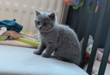 Chatons British shorthair - F