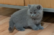 Chatons British shorthair - F