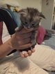 Chatons
