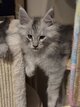 Chatons main coon
