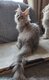 Chatons main coon