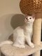 Chatons main coon