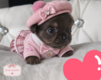 Chiots chihuahua