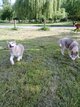 Superbes husky