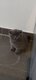 3 Adorables British shorthair
